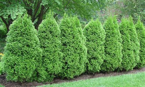 Pre Order American Arborvitae Hedge Bare Roots 5 10 Or 15 Pack
