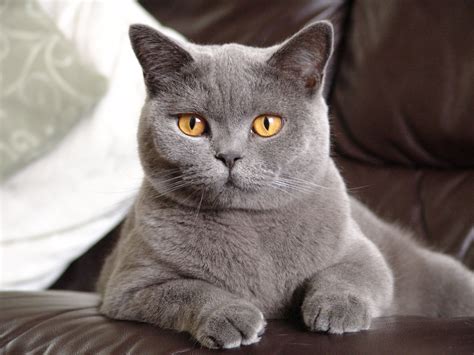 British Shorthair I Would Love To Have A Cat Like This Someday