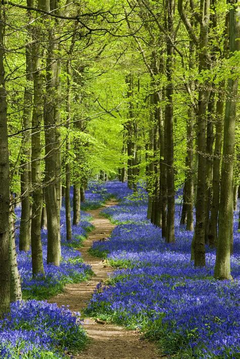 Where To See Bluebells Across Kent This Spring At Woods Gardens And