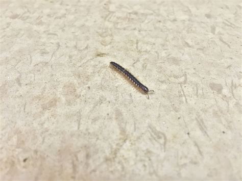 Centipedes Basement Bugs