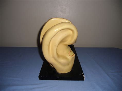 Vintage Ear Model From Medical School Collectors Weekly