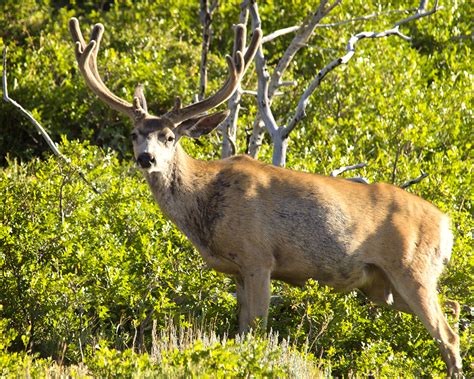 Album Wildlife Page 3 Backcountry Post