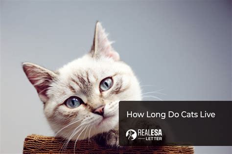 How Long Do Cats Live An Average Life Expectancy