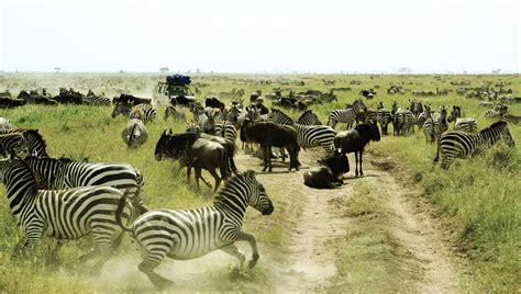 Serengeti National Park Tz Holiday Homes And More Bookabach