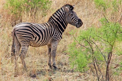 Free Images Adventure Wildlife Scenic Fauna Savanna Zebra