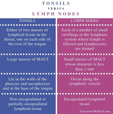 What Is The Difference Between Tonsils And Lymph Nodes Pediaa