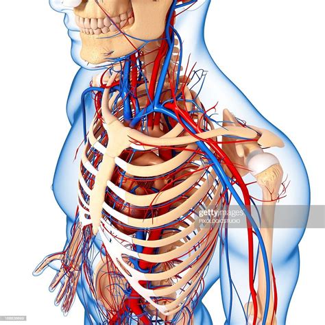 Upper Body Anatomy Artwork High Res Vector Graphic Getty Images