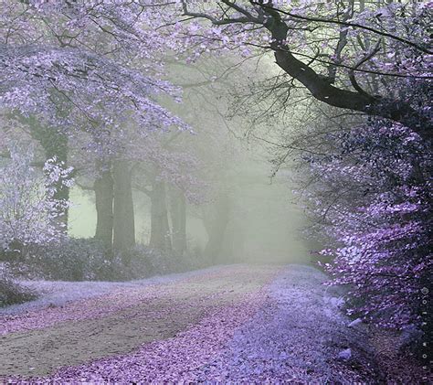 Lavender Dreams Lavender Lilac Pretty Purple Road Scenic Trail