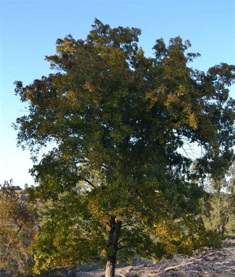 Hickory Tree Database Plants