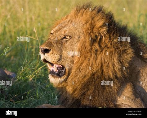 Close Up Of Male Lion Greater Kruger National Park South Africa Stock