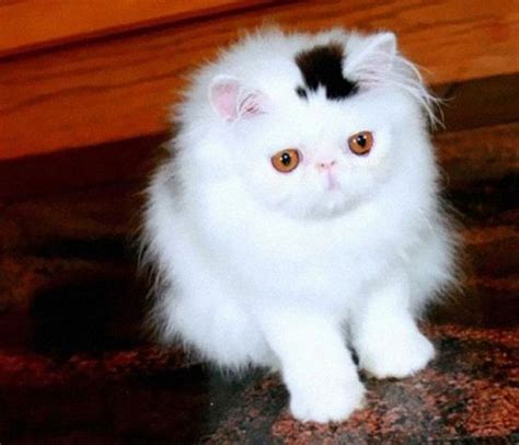 12 Unique Cats In The World Because Of Unique Markings On