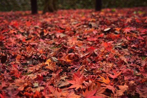 Red Autumn Leaves On The Ground Stock Photo Image Of Foliage Color