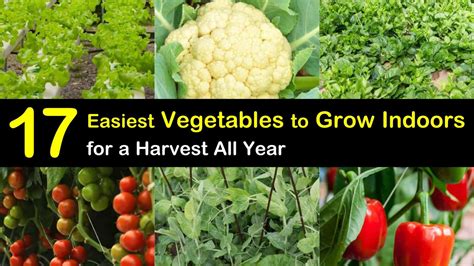 17 Easiest Vegetables To Grow Indoors For A Harvest All Year Indoor Vegetable Growing Guide