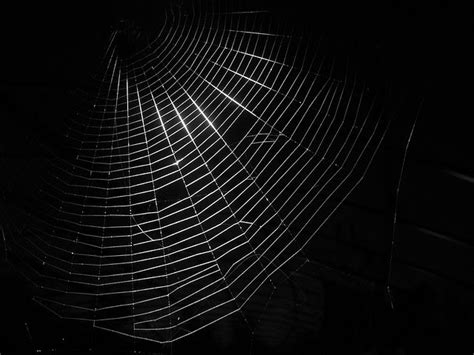 Spider web, a silken structure created by the animal. Sodium Chorus: Deep Dark Web in Mainstream Media Nightmare ...