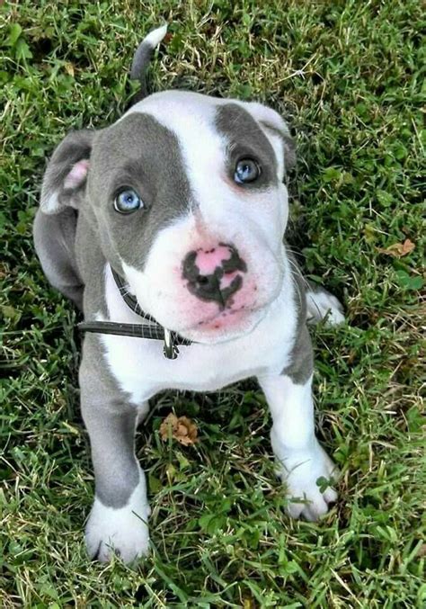 New blue pit bull puppies. Pin by DivaP-NY 💋 on CUTE PUPPIES | Blue fawn pitbull, Pitbull puppies, Cute animals