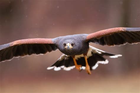 How To Photograph Birds In Flight Tips And Techniques