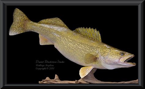 Walleye Fiberglass Fish Replicas And Reproductions