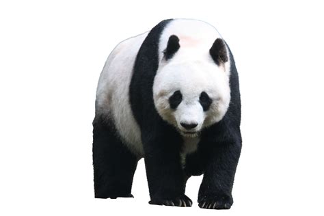 Cute Pandas Png Ballon Digital Download Clipart Birth