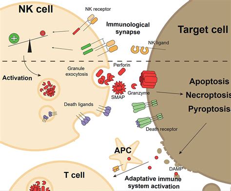 Frontiers All About Nk Cell Mediated Death In Two Acts And An
