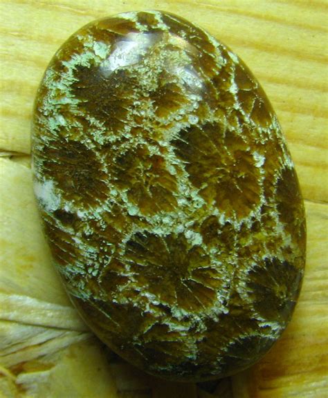 Cabochon Fossil Coral Stone From Indonesia 2225 Cts