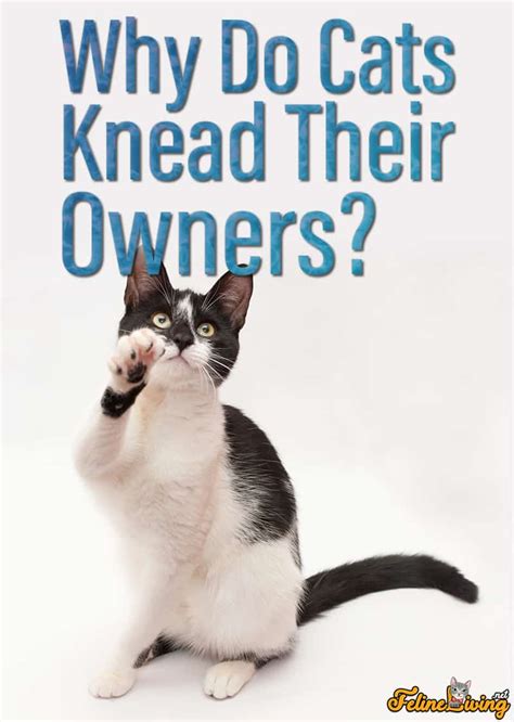 Why Do Cats Knead 5 Reasons Revealed