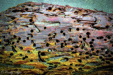 Petrified Driftwood Photograph By Corky Byer Fine Art America
