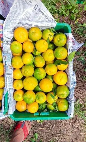 A Grade Maharashtra Fresh Orange Packaging Size 25 Packaging Type