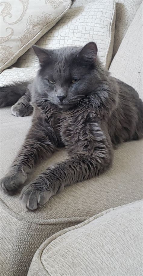 Nebelung Russian Long Hair Angora Cats Nebelung Cat Grey Cat Breeds