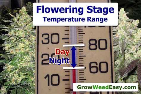 The time the plant takes from the seedling stage to the. Cannabis Temperature Tutorial | Grow Weed Easy