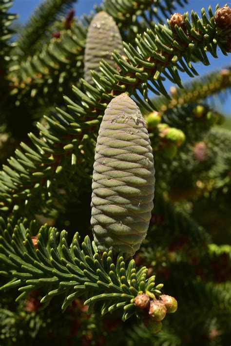 Abies Pinsapo Trees And Shrubs Online