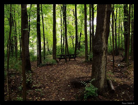 And it's not just about prying eyes invading your space—you may want to shield your own. THEME: Wood, Need an Idea? | Wooded backyard landscape ...