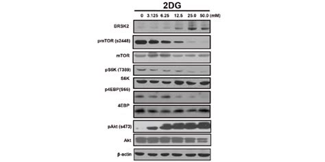 It does not require oxygen • in the presence of o2, pyruvate is further oxidized to co2. 2-Deoxy-D-glucose (2-DG) | Hexokinase Substrate ...