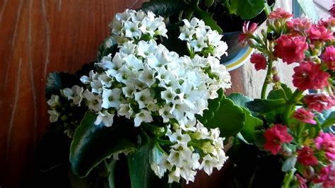 Kalanchoe Blossfeldiana Flor Do Papai Calandiva Flor Da Fortuna