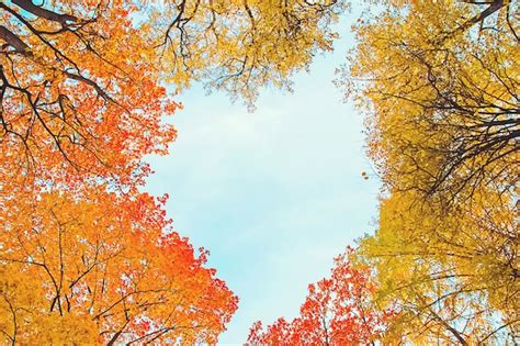 Premium Photo Beautiful Autumn Trees Foliage In Shape Of Heart In