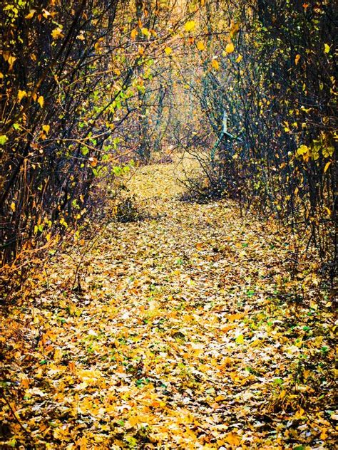 Autumnal Forest Road Stock Photo Image Of Path Shot 128693666