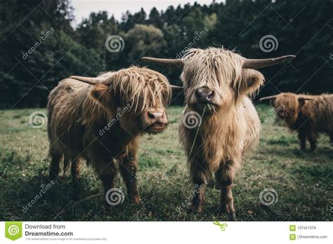 Two Brown Highland Cattles In Wildlife Stock Image Image Of