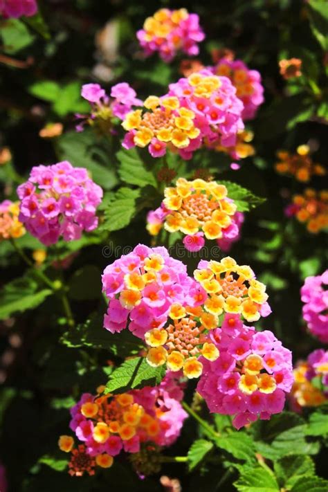 Colorful Lantana Flowers Or Lantana Camara As A Soft Backdrop In The