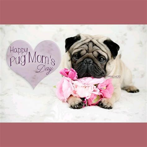 Happy Mothers Day Pug Lover • Join The Pugs Cute Pugs Pug Lover Pugs
