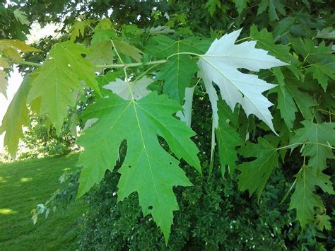 Joe Thackers Forest And Rail Blog Tree Identification 8 Silver Maple