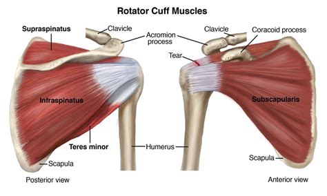 Rotator Cuff Muscles Anatomy Anatomy Drawing Diagram Images And Photos Finder