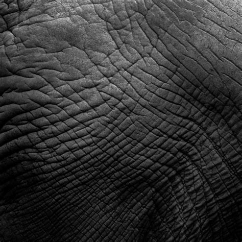 Elephant Skin Texture Free Stock Photo Public Domain Pictures