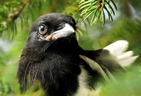Magpies Murder Mischief And Myth