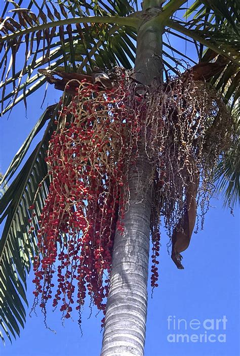 Palm Tree With Red Berries On It Pic 1 Photograph By Sofia Goldberg