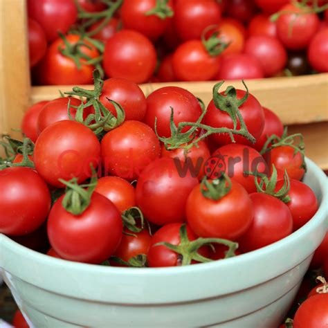 Tomato Sweetbite 10cm Tomatoes Garden World Nursery