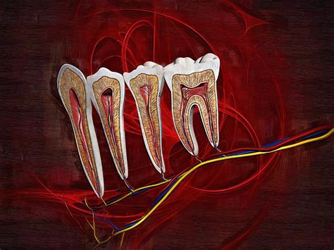 Dental Anatomy Fine Art Digital Art By Joseph Ventura Fine Art America