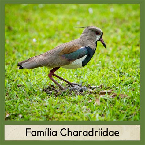 Ordem Charadriiformes Fauna Digital Do Rio Grande Do Sul