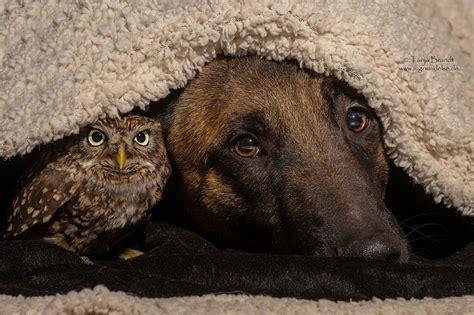 The Unlikely Friendship Of A Dog And An Owl Bored Panda