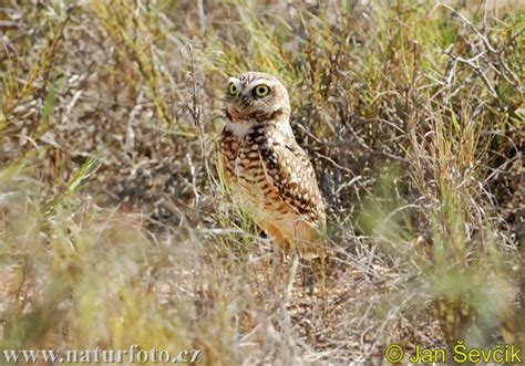 Athene Cunicularia Pictures Burrowing Owl Images Nature Wildlife