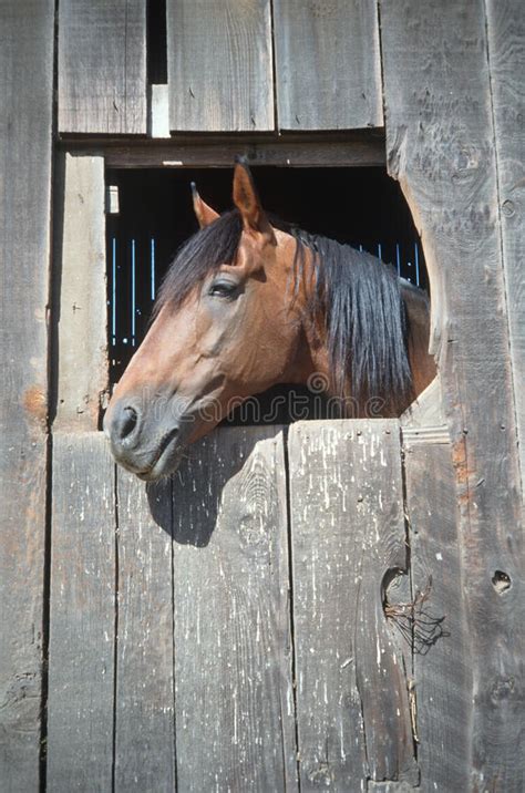 Horse Looking Out Of Barn Window Stock Photos Image 23150453