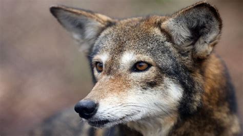Us Fish And Wildlife Faces Lawsuit Over Red Wolf Program Raleigh